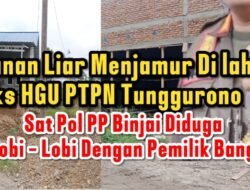 Bangunan liar Menjamur Di Lahan Eks HGU PTPN II Tunggurono, Warga Menyebut Sat Pol PP Binjai Ada Lobi Lobi Dengan Pemilik Bangunan