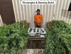 Penggerebekan Berujung ke Perladangan Ganja : Dua Petani Diciduk Polisi di Desa Lingga